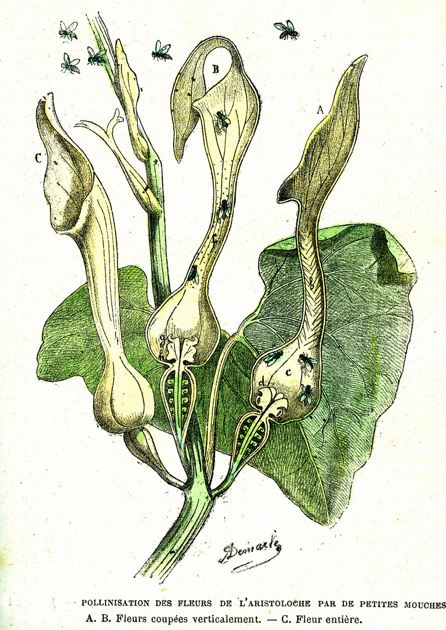 Bestøvning med fluer af Aristoloche-blomster: Naturlig skabelse og levende væsener. Tegning af A. Demarle. 1885 af Alphonse Demarle