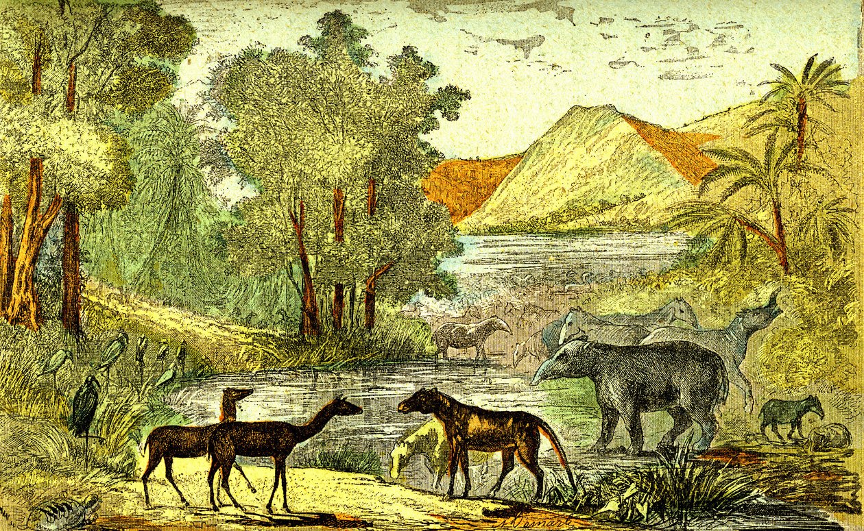 Forhistorie- Eocæn periode: Fra højre mod venstre: Paloeotherium, Anoplotherium, Xiphodonts og fuglene Tantalus. Naturlig skabelse og levende væsener. Tegning A. Demarle. 1885 af Alphonse Demarle