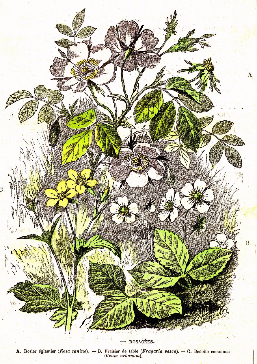 Rosacees - Naturlig skabelse og levende væsener: Tegning af A. Demarle. 1885 af Alphonse Demarle