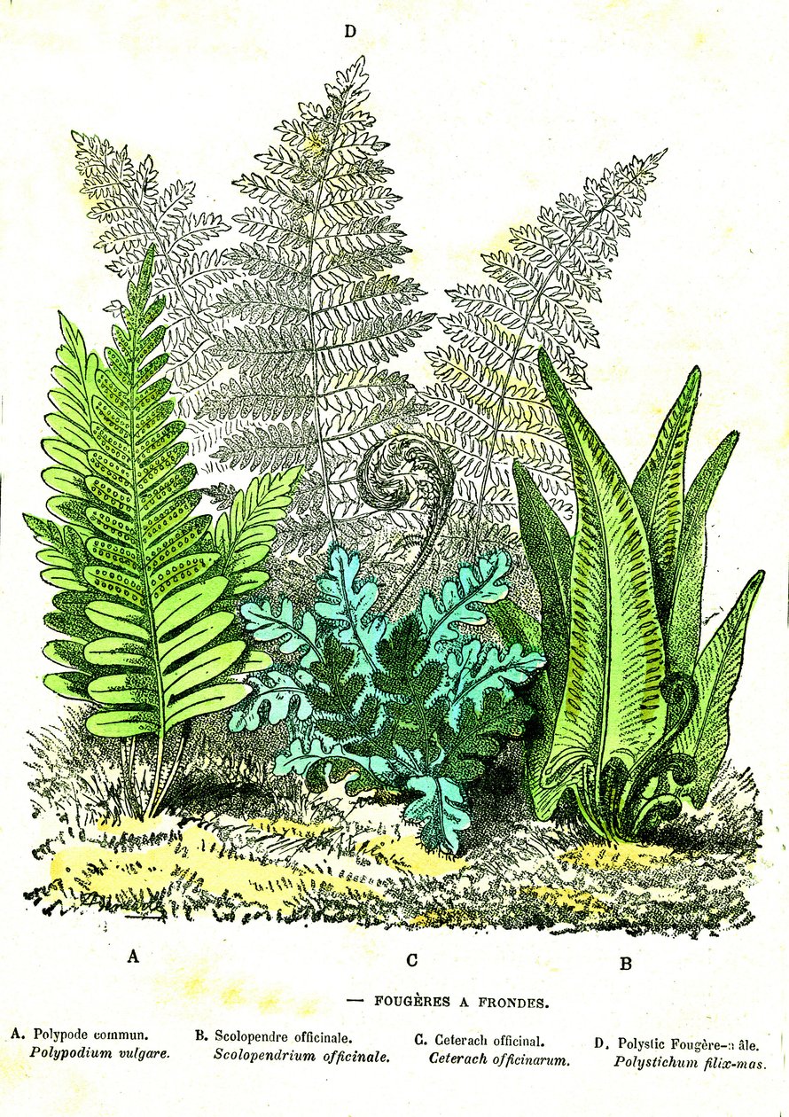 Slynge Fougeres: Naturlig skabelse og levende væsener. Tegning af A. Demarle. 1885 af Alphonse Demarle