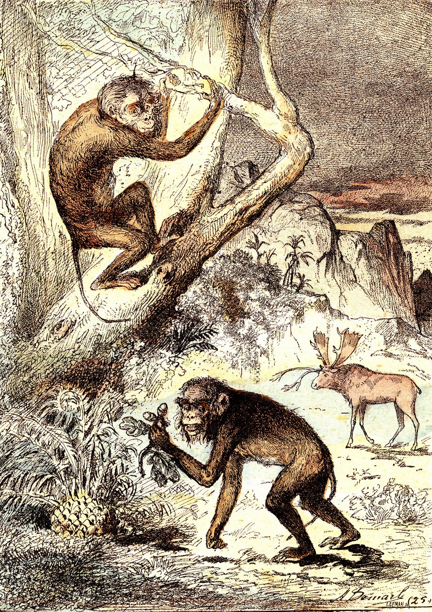 De katarhinske aber (miocæn periode): Semnopitheques. J. Rengades naturlige skabelse og levende væsener. Tegning A. Demarle af Alphonse Demarle