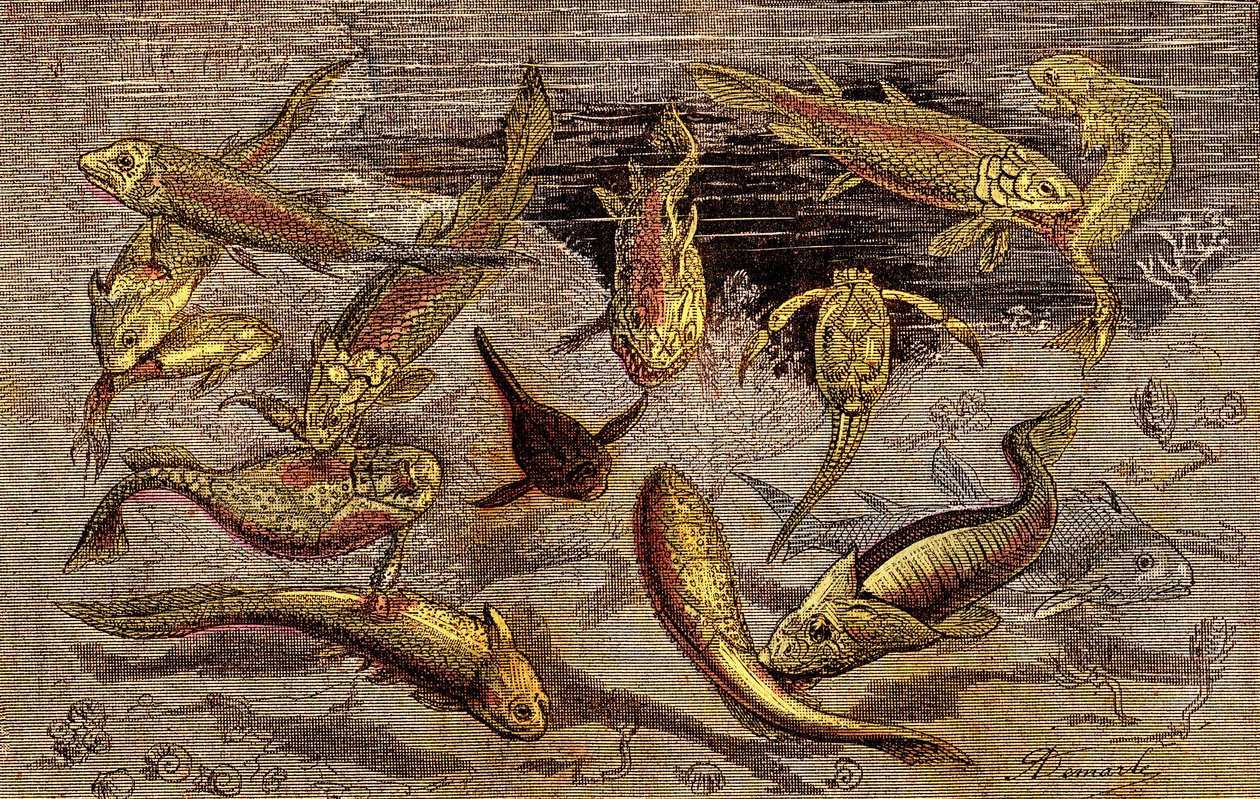 The Devonian Times (Prehistory) Levende væsener: Kampen for eksistensen af levende væsener. Naturlig skabelse. Tegning A. Demarle. 1885 af Alphonse Demarle
