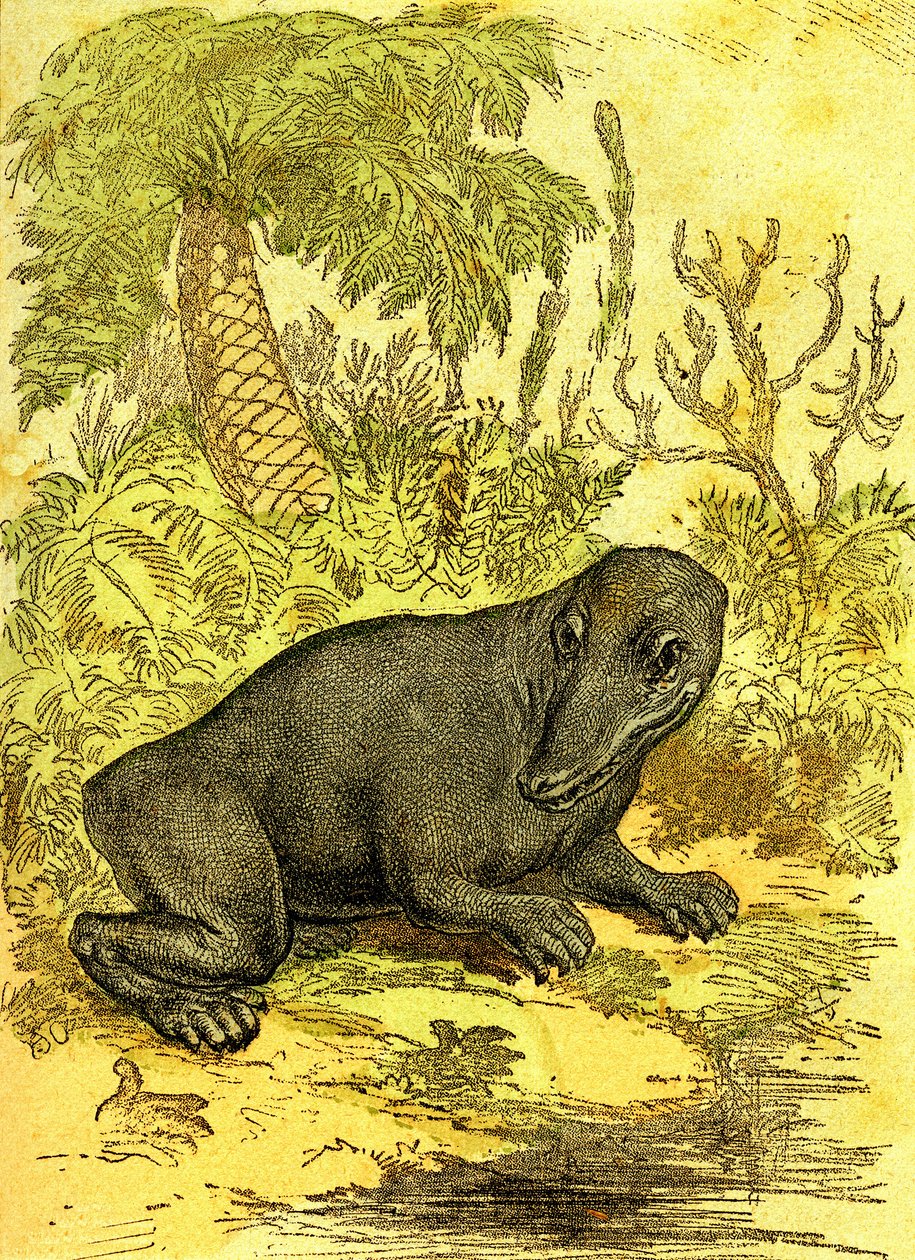 Labyrintodonten (Amfibie): Amfibie fra kulperioden. Naturlig skabelse og levende væsener. Tegning A. Demarle 1885 af Alphonse Demarle