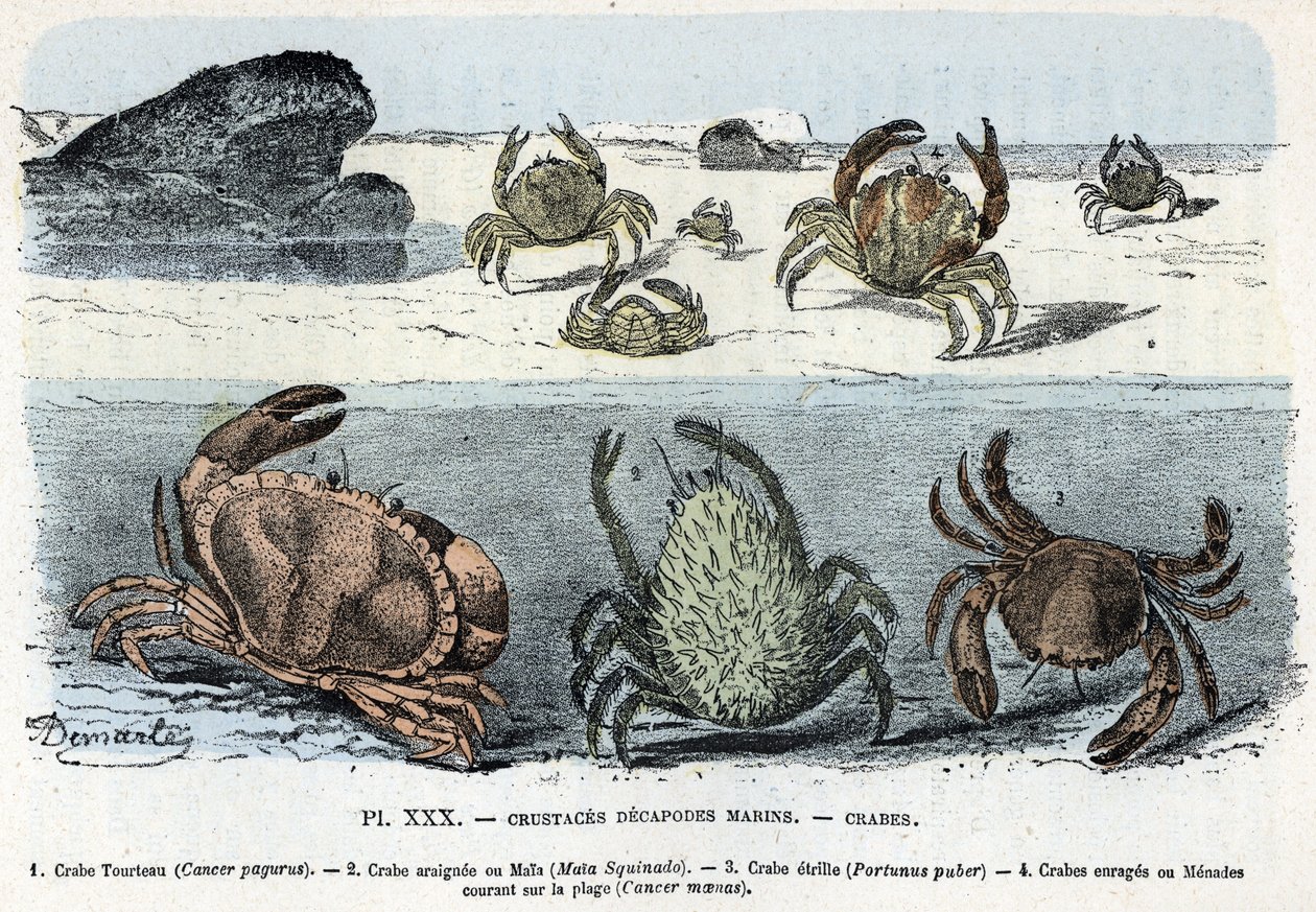 Zoologisk bestyrelse; crustac decapode marine, krabbe (kage, araignee, etrille, menade) (Zoologisk plade: krabber) Indgravering fra "L