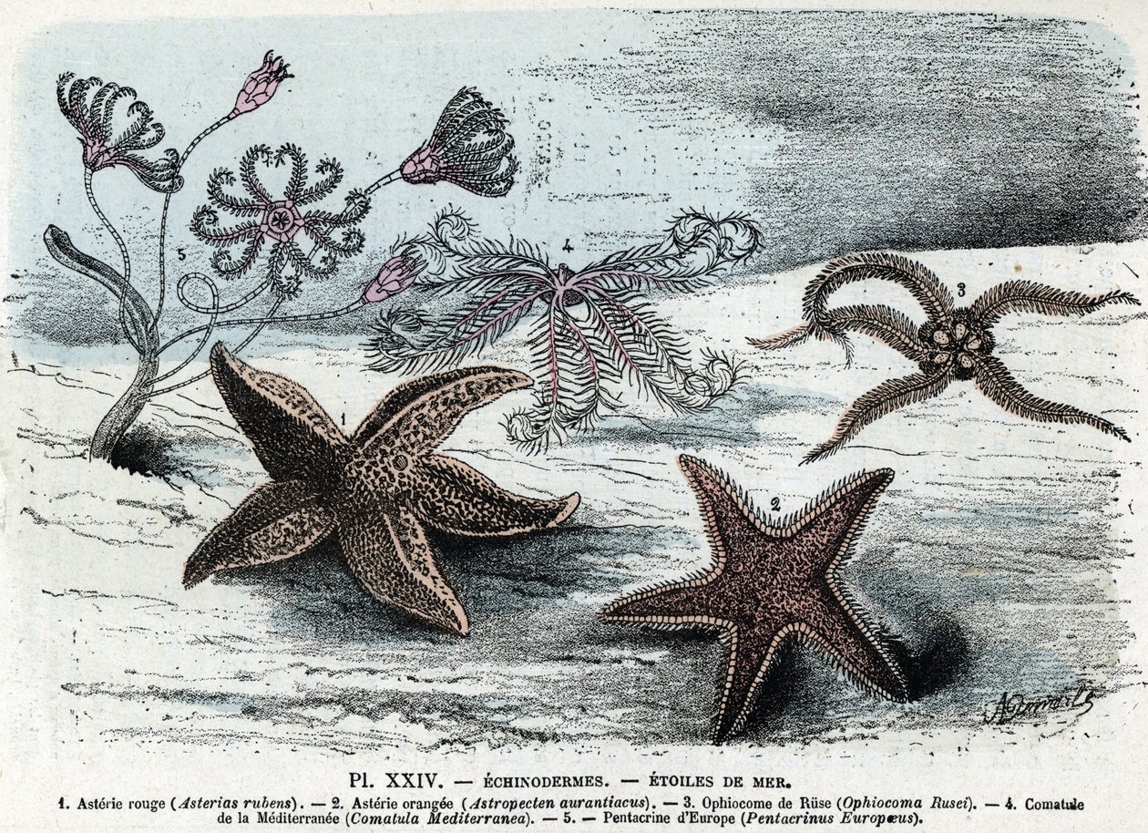 Zoologisk bestyrelse; pighuder, havstjerner (asterier, ophiokom, comatum og pentacrin) (Zoologisk plade: søstjerner) Indgravering fra "" L