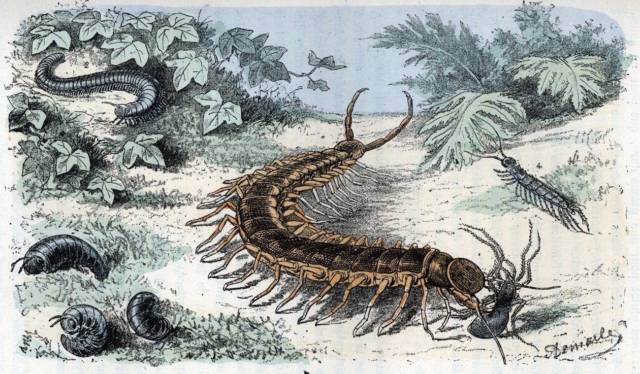 Zoologisk kort: Insekter Myriapodes (centipedes eller centilepedes) (Zoologisk plade: Myriapoda) Indgravering fra "Man and Nature" af Rengade af Alphonse Demarle