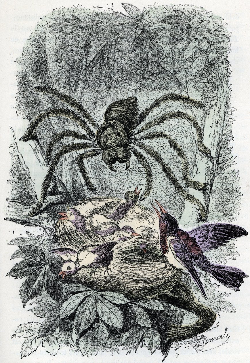 Zoologisk kort: arachnid, avicular mygalus overraskende en fuglefluered (Zoologisk plade: arachnid, Avicularia) Indgravering fra "Man and Nature" af Rengade af Alphonse Demarle