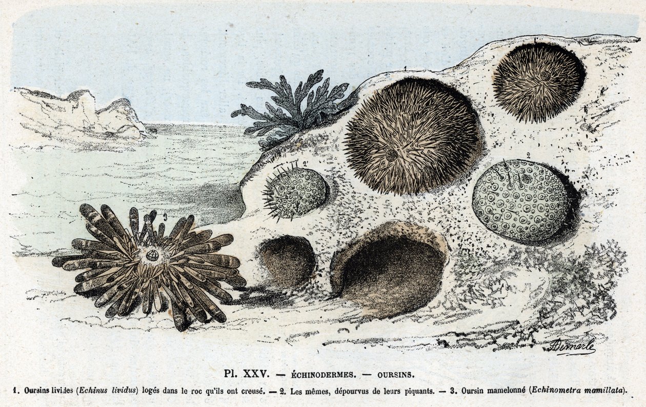 Zoologisk kort: pighuder, urchins (Zoologisk plade: pighuder, søpindsvin) Indgravering fra "" L