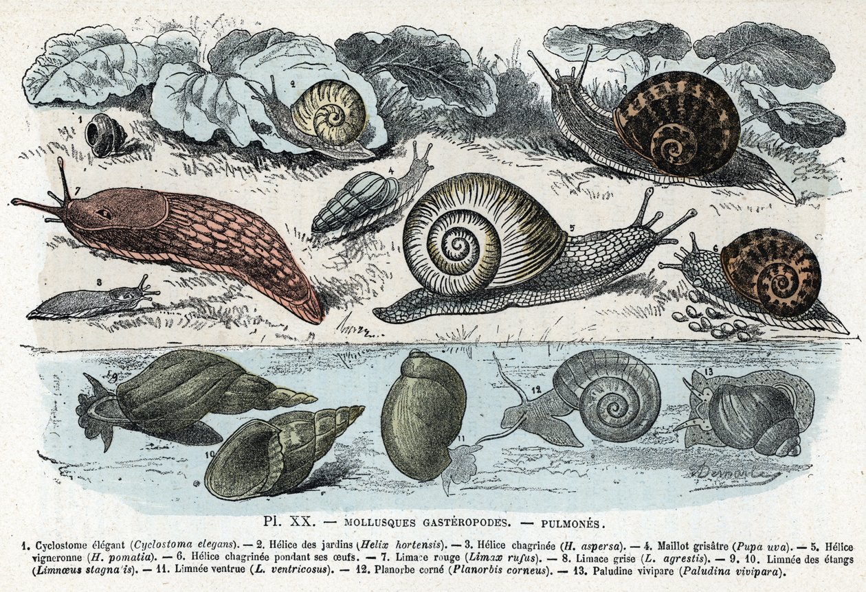 Zoologisk diagram; gasteropoder bløddyr, lunger (cyclostoma, helice af haver og sorg, rød snegl, grå snegl, limnee, planorb, paludine...) (Zoologisk plade: gastropod bløddyr såsom Slug, cyclostoma, planorb, limnea) Indgravering fra "" L