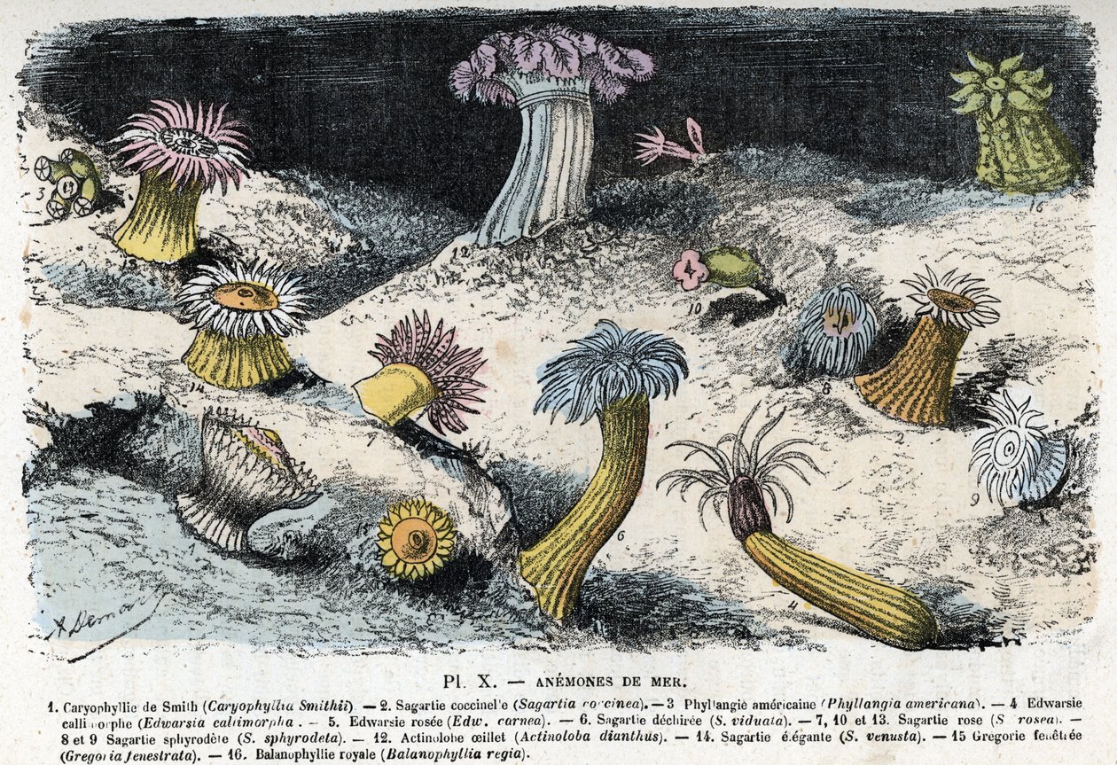 Zoologisk plade: søanemoner (Zoologisk plade: søanemoner) Indgravering fra "" L