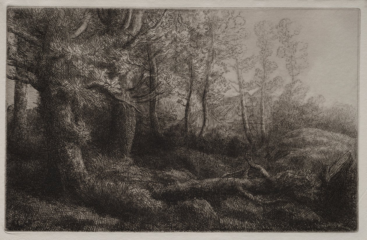 Et skovstudie. af Alphonse Legros