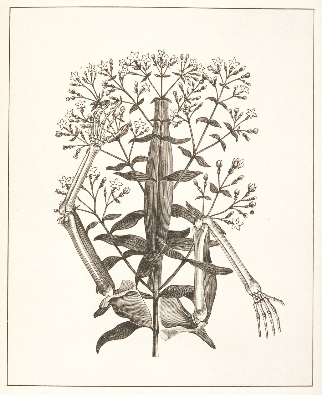 Illustration fra 