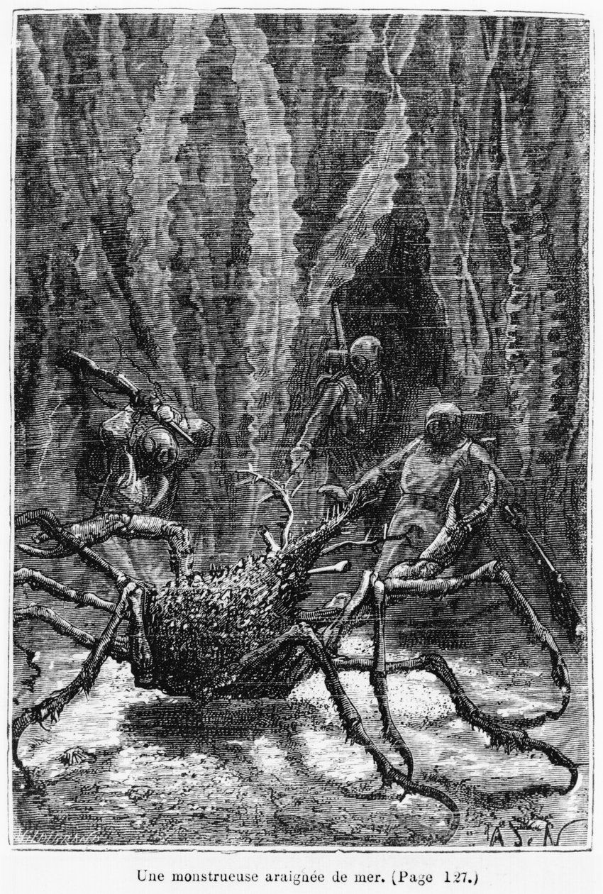 Spider Crab, illustration fra 