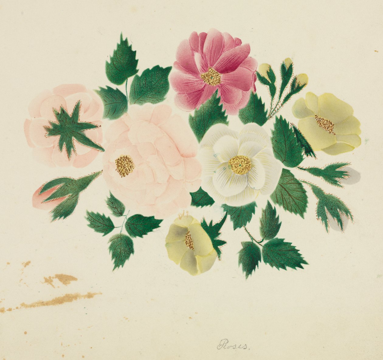 Juni-roser (akvarel) af Altha Mary Nims