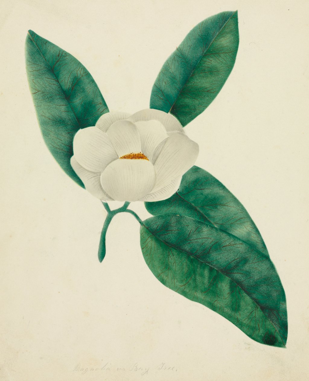 Magnolia (akvarel) af Altha Mary Nims