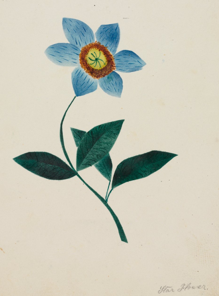 Stjerneblomst (akvarel) af Altha Mary Nims