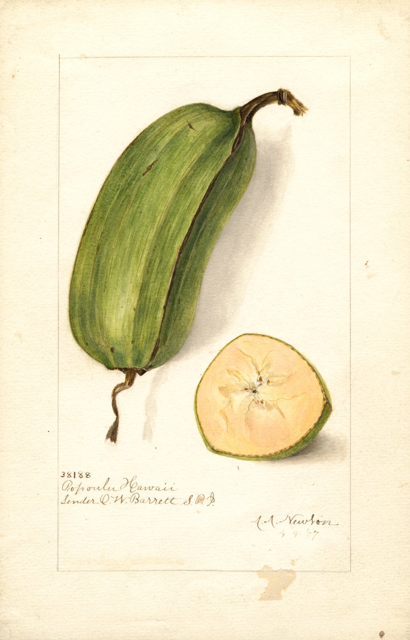 Bananer (Musa: Popoulu Hawaii) (akvarel) af Amanda Almira Newton