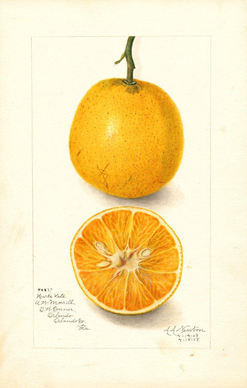 Harts Late Oranges (Citrus sinensis) (akvarel) af Amanda Almira Newton
