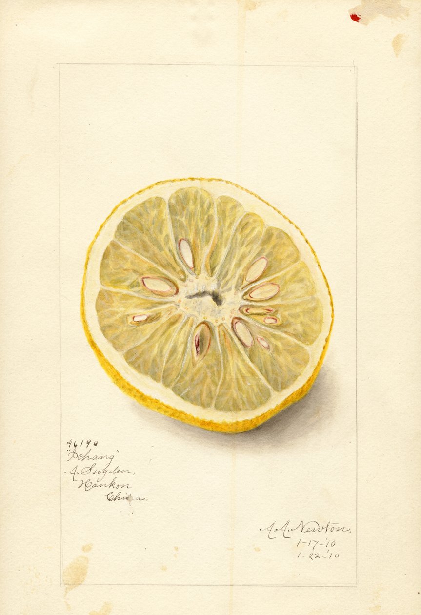 Ichang-appelsin (Citrus sinensis) (akvarel) af Amanda Almira Newton