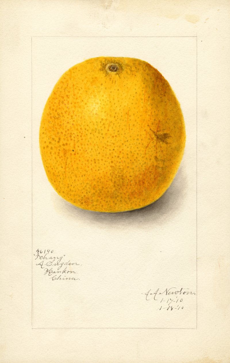 Ichang-appelsin (Citrus sinensis) (akvarel) af Amanda Almira Newton