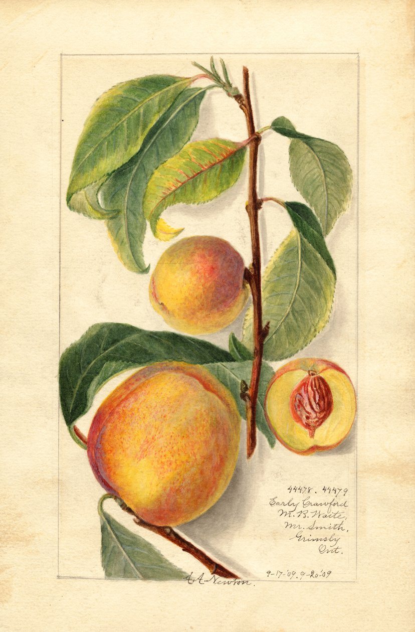 Ferskner (Prunus persica) (akvarel) af Amanda Almira Newton