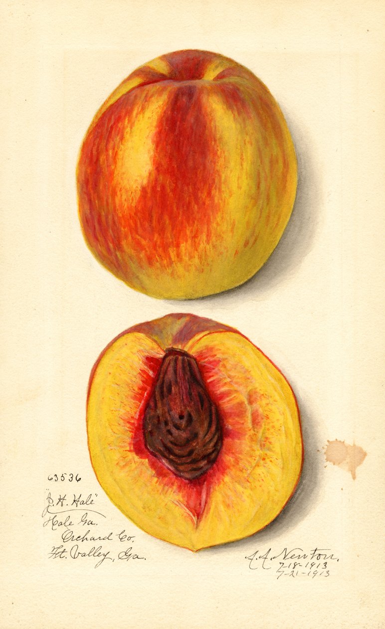 Ferskner ( Prunus persica: J.H. Hale) (akvarel) af Amanda Almira Newton