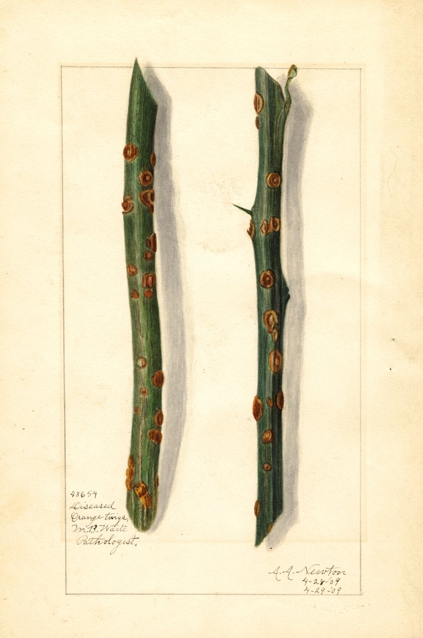 To syge kviste af appelsintræ (Citrus sinensis) (akvarel) af Amanda Almira Newton