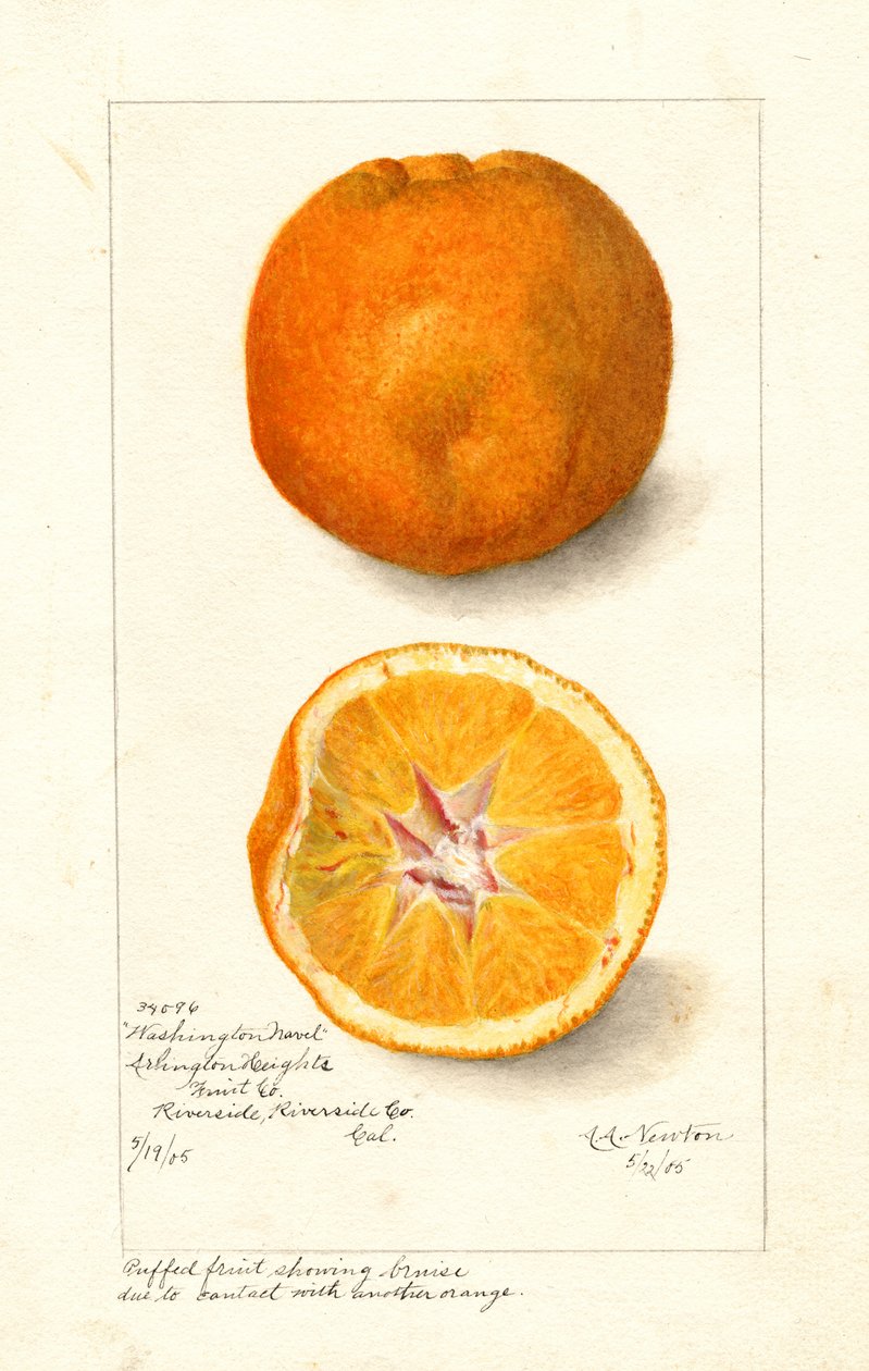 Washington Navel Appelsiner ( Citrus sinensis) (akvarel) af Amanda Almira Newton