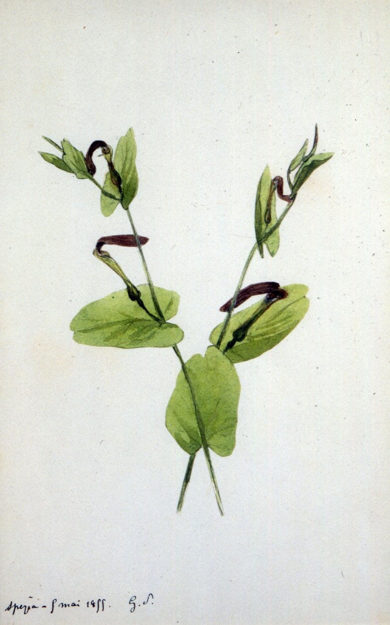 Aristolochia en stor planteslægt af familien Aristolochiaceae (akvarel) af Amantine Dupin