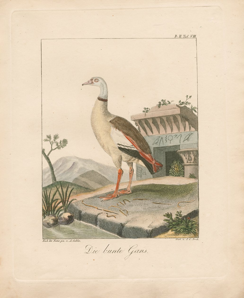 Egyptisk gås (håndkoloreret litografi) af Ambrosius Gabler