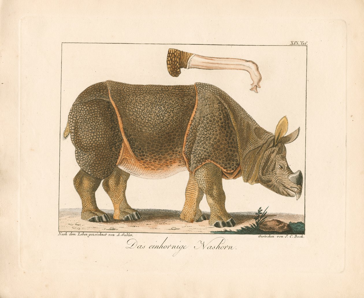 Indisk næsehorn (håndkoloreret litografi) af Ambrosius Gabler