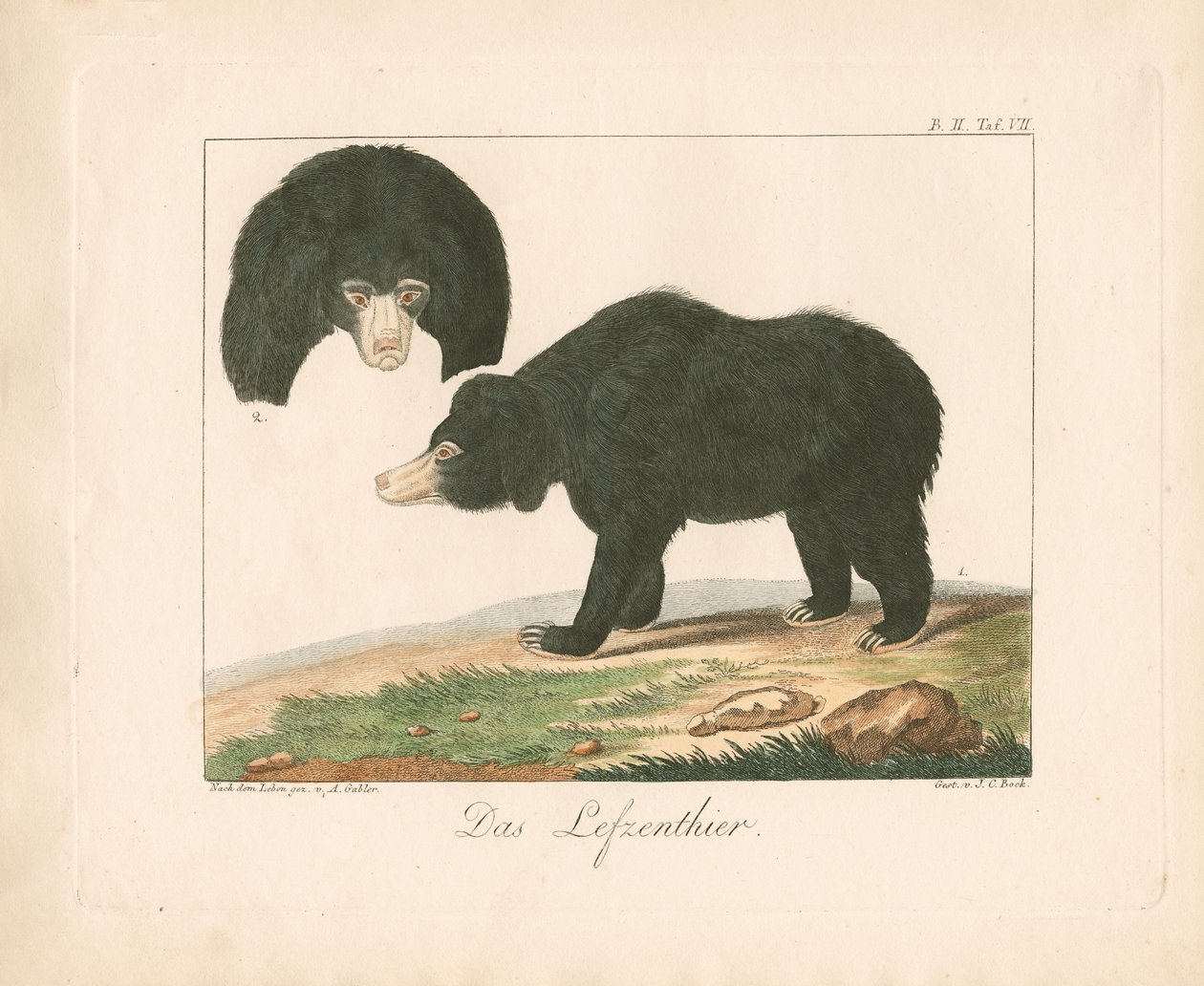 Malaysisk solbjørn (håndkoloreret litografi) af Ambrosius Gabler