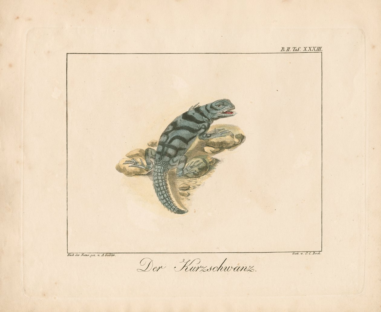 Short-tailed Lizard (håndkoloreret kobberstik) af Ambrosius Gabler