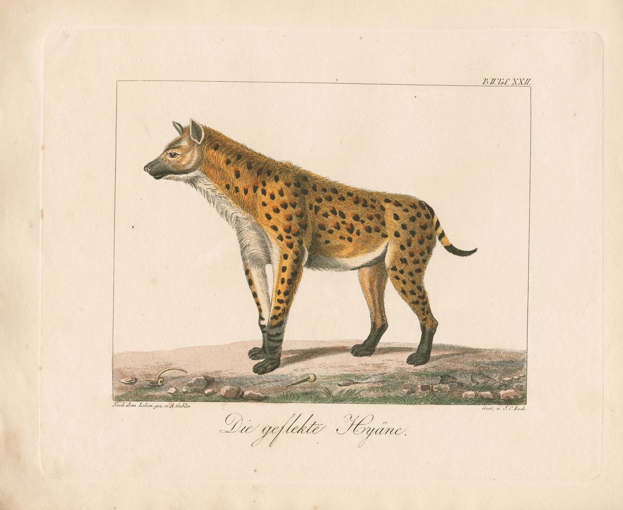 Plettet hyæne (håndkoloreret litografi) af Ambrosius Gabler