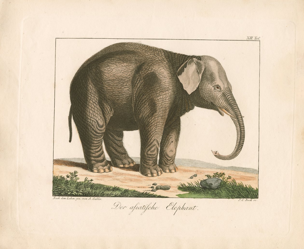 Den asiatiske elefant (håndkoloreret kobberstik) af Ambrosius Gabler
