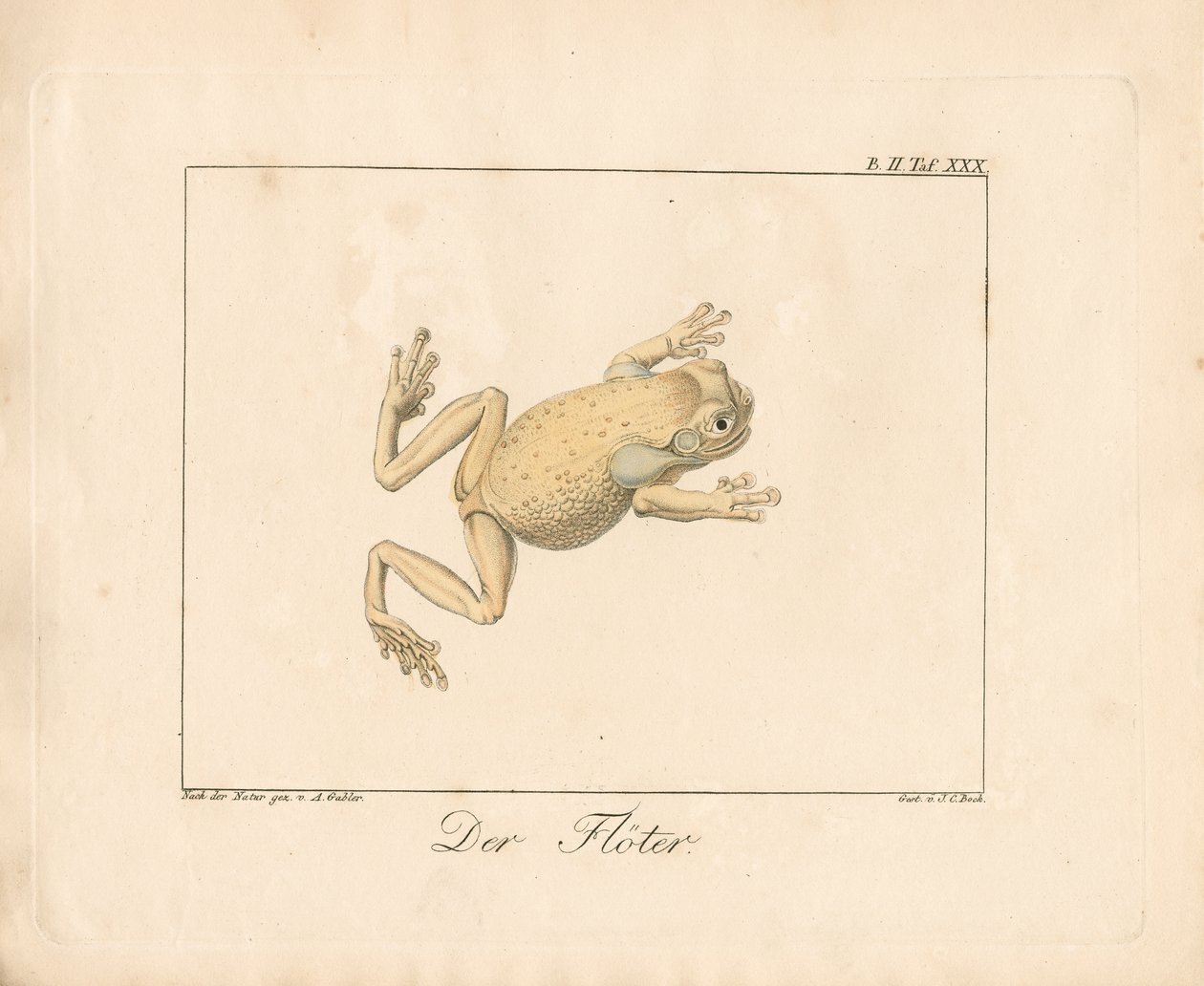 The Piper (håndkoloreret litografi) af Ambrosius Gabler