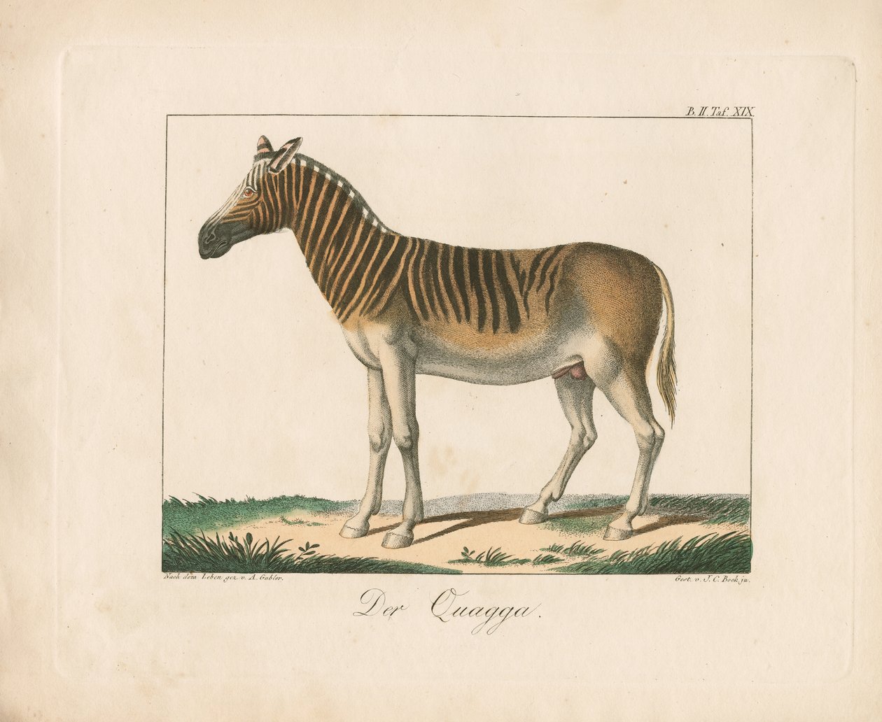 The Quagga (håndkoloreret litografi) af Ambrosius Gabler