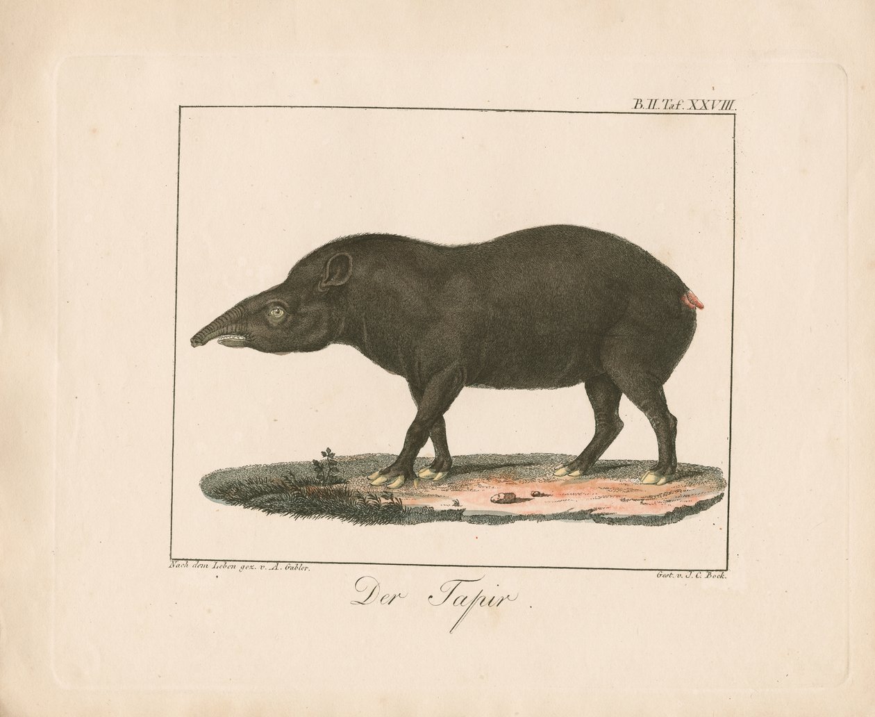 Tapiren (håndkoloreret litografi) af Ambrosius Gabler