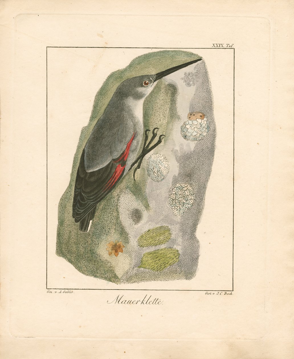Wallcreeper (håndkoloreret kobberstik) af Ambrosius Gabler