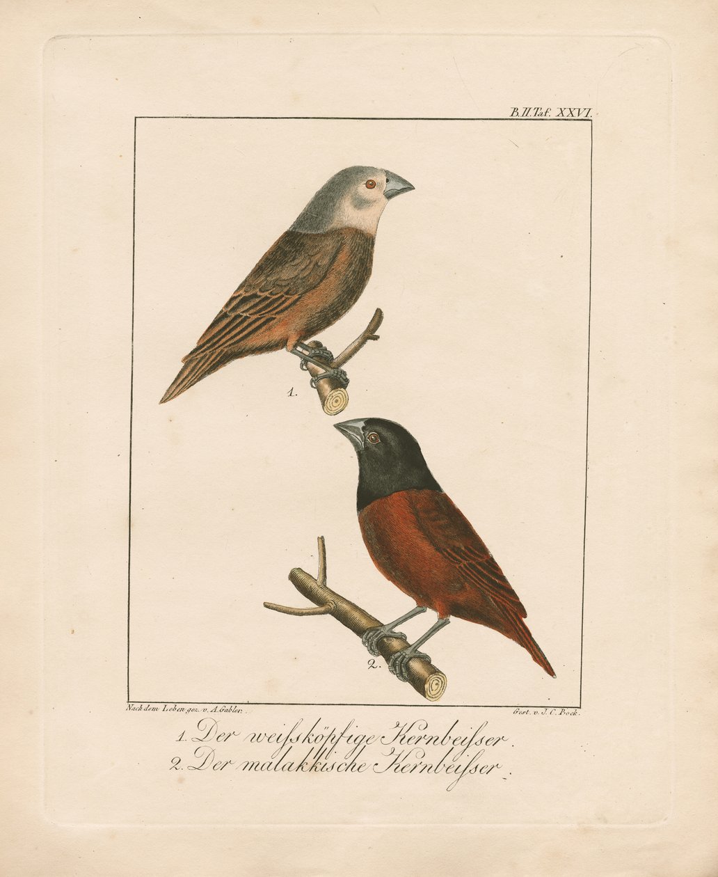 Hvidhovedet kernebider og malakkansk kernebider (håndkoloreret litografi) af Ambrosius Gabler