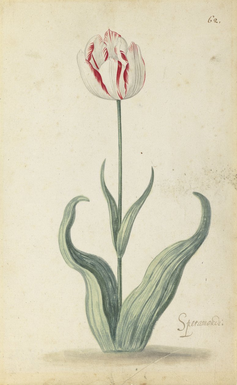 "Speramondi" tulipan, fra et album med blomster, ca. 1640 af Ambrosius the Younger Bosschaert