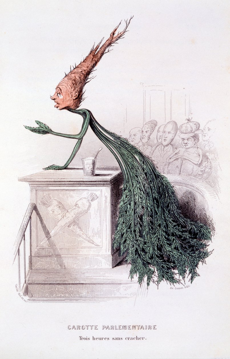 Parlamentarisk gulerod, illustration fra 