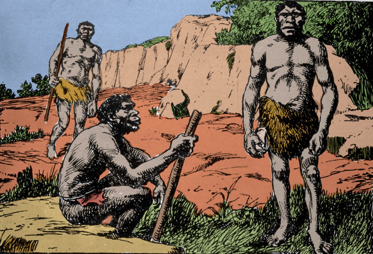 Forhistorie: repræsentation af Homo rhodesiensis eller mand fra Broken Hill, stamfader til Homo sapiens, hvis fossiler blev opdaget i Rhodesia (det nuværende Zambia i Afrika). Tegning af A. Forestier. DR af Amedee Forestier