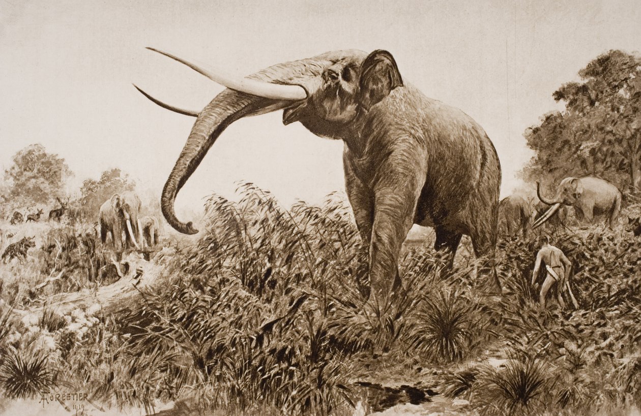 The Chatham Elephant, illustration fra 