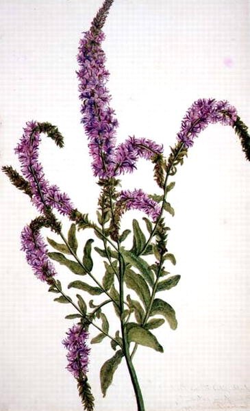 PD.128-1973f.11 Lilla piggede pileurt (Epilobium) 1787 (akvarel og gouache) af Amelia Fancourt