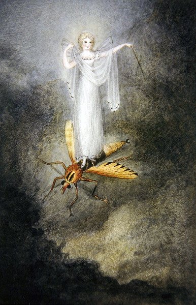 Mølfeen, ca. 1860 (akvarel, pen og sort blæk) af Amelia Jane Murray