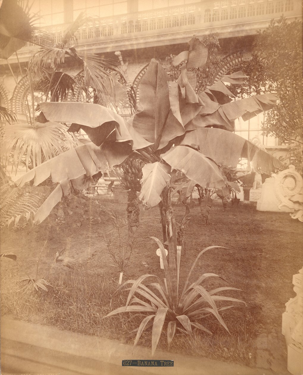 Banana Tree, Pennsylvania Centennial Exhibition, 1876 (sølvalbumin-tryk) af American Photographer