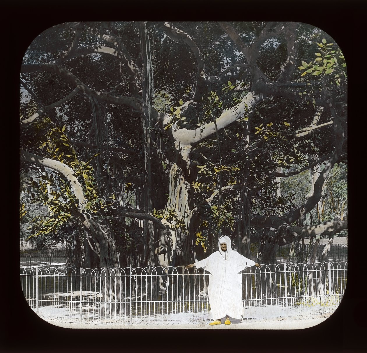 Egypten - Banyan Tree, Esbekiyeh Place, Cairo (lanternerutsjebane) af American Photographer