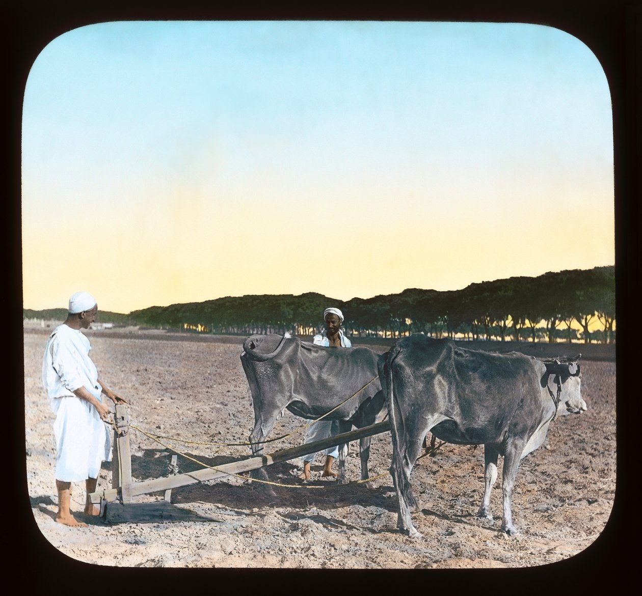 Egypten - Mænd, der pløjer (lanternerutsjebane) af American Photographer