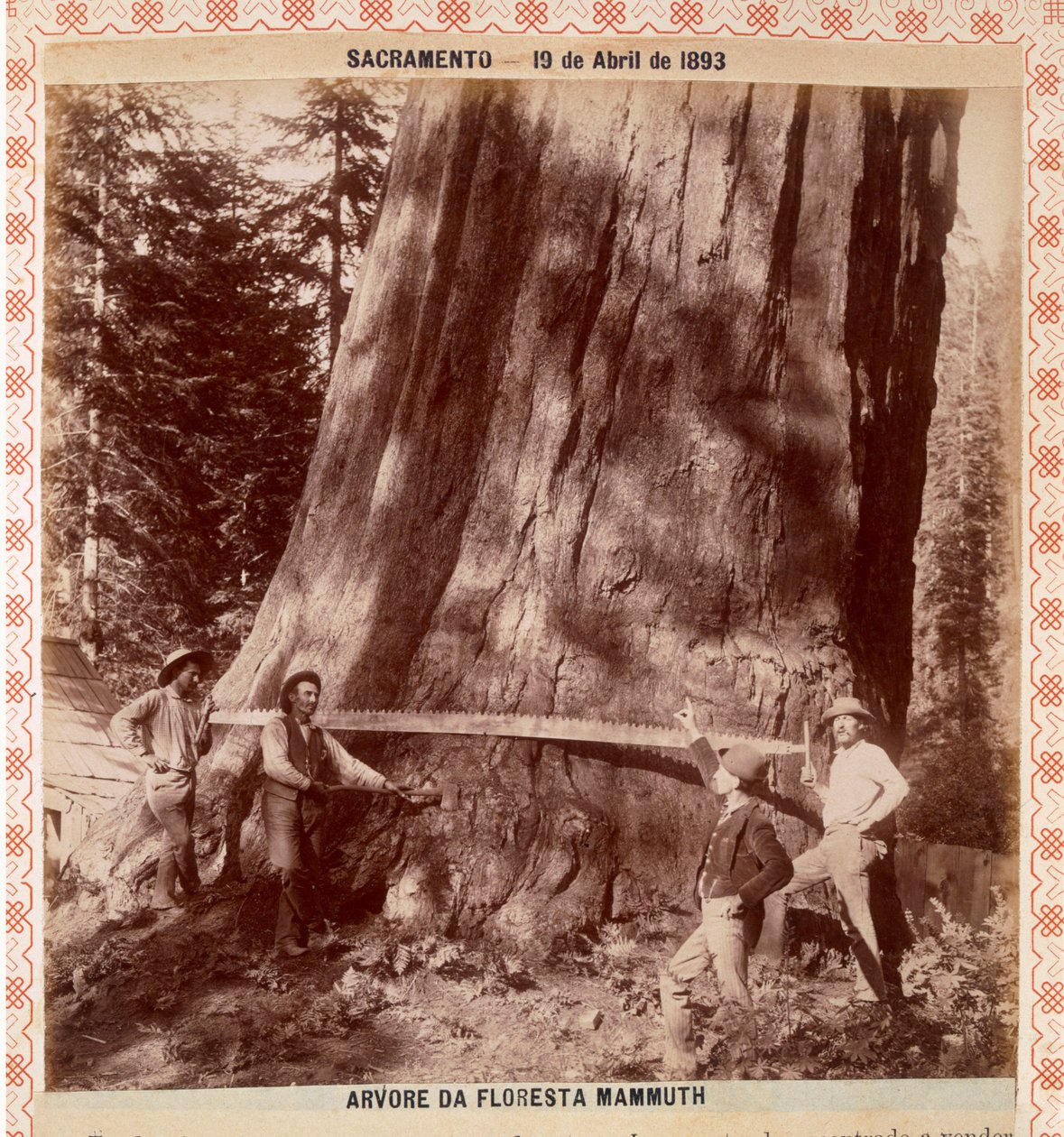 Skovhuggere ved at fælde en kæmpe Redwood med en træksav, Sacramento, Californien, 1893 (albumin print) af American Photographer